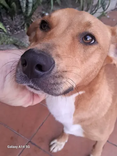 Cão Segurança e Guarda para Chácara 