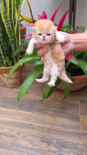 Persa Macho
