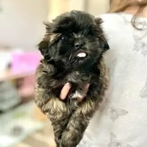 Lhasa Apso,Lhasa Apso Filhote Estrutura Perfeita Disponível