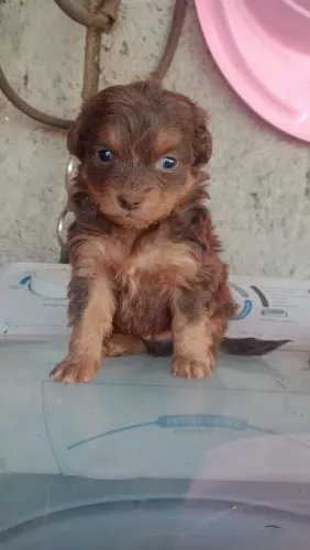 Shitzu