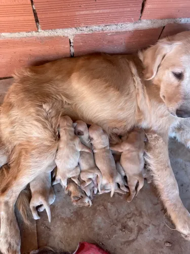 Filhotes de Golden Retriever 