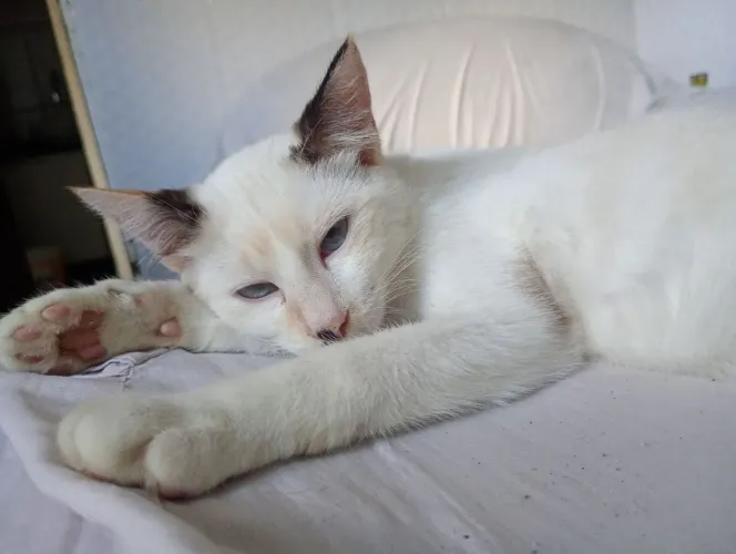 GATINHA PARA ADOÇÃO RESPONSÁVEL