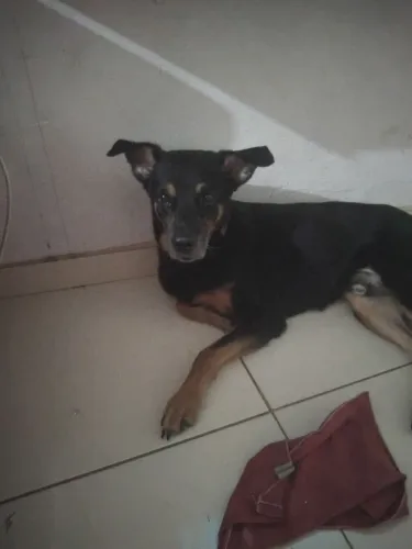 Cachorro Rottweiler
