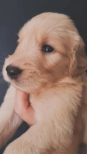 Filhotes de Golden Retriever disponíveis para reserva! 