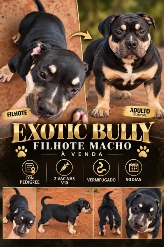 Cachorro