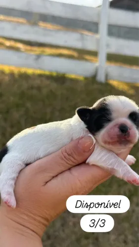 Lindo Filhote Macho Disponível - Raça Shituzu (Nascido em 31/07/2026)