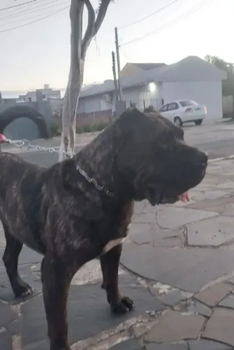 Presa canário 3 anos valor 2.500 reais.