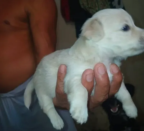 Casal cachorros pinchers