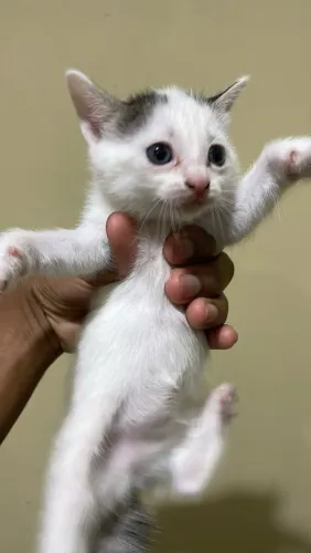 Doações de gatos?