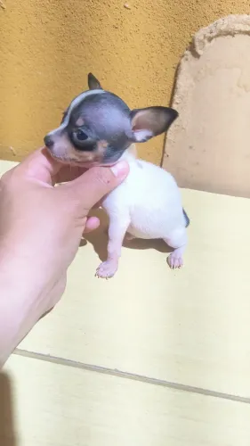 Pinscher macho zerinho 