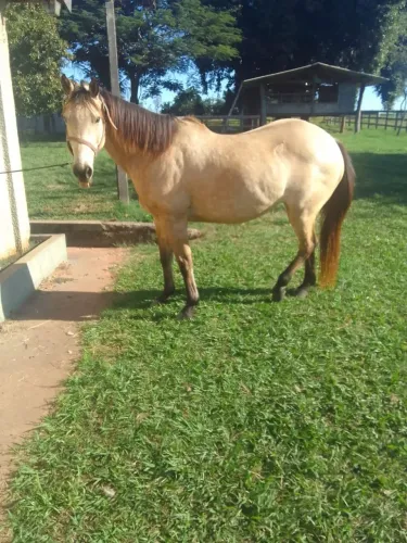 Cavalo á venda