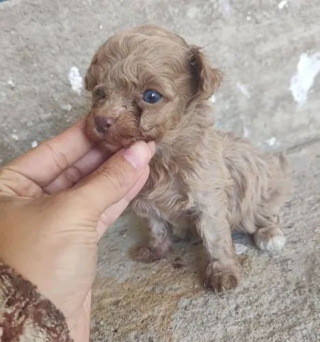 Poodle micro toy abricot