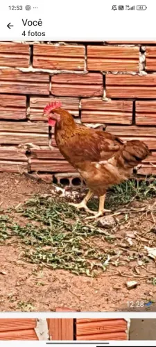 Venda de galinhas caipira e frango