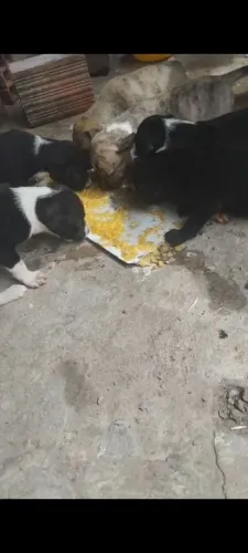 Cachorro com 2 meses