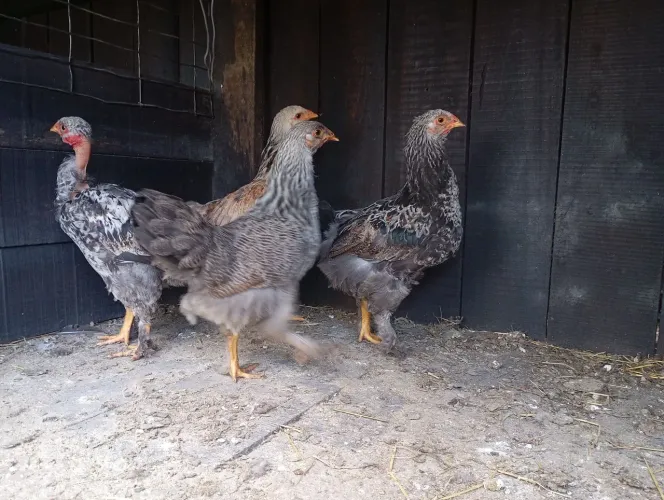 Pintos Brahma