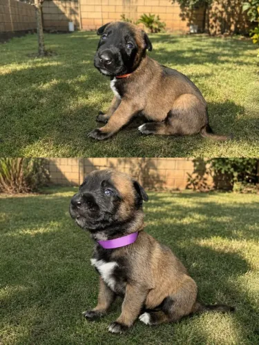 Pastor Belga Malinois de raça pura, com um mês de vida.