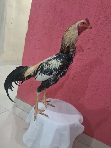 Galo índio