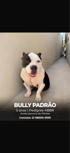 Bully padrão