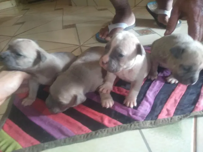 Filhotes de Pit Bull Amercian Bull 