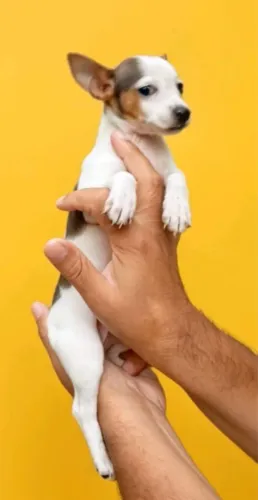 Pinscher