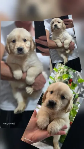 Golden Retriever