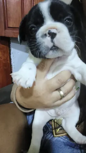 Cachorro raça buldogues francês 