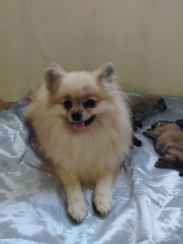 LINDOS SPITZ ALEMÃO, MACHOS E FÊMEAS.