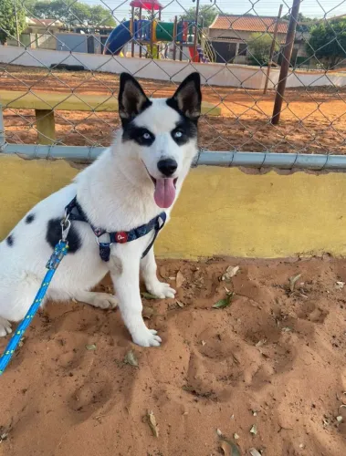 Husky fêmea castrada 