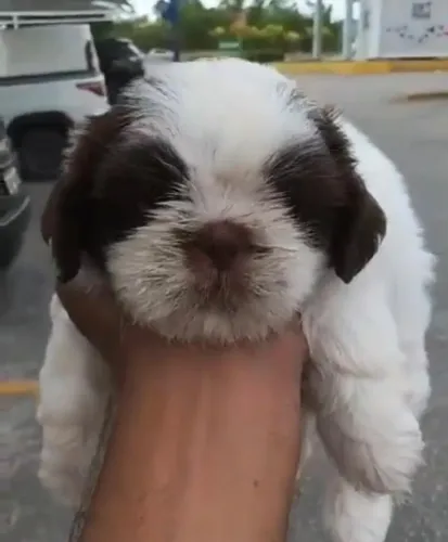 Shih tzu filhotes lindos