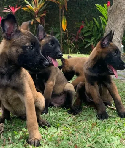 Filhotes de Pastor belga malinois 
