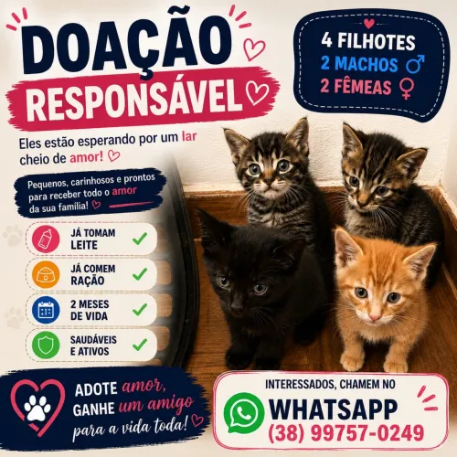 Adoção responsável