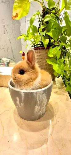 Vendo coelhos Netherland anão puros