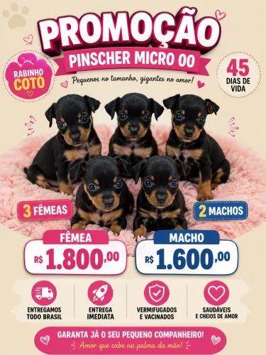 Pinscher micro 000