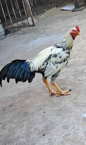 GALO INDIO