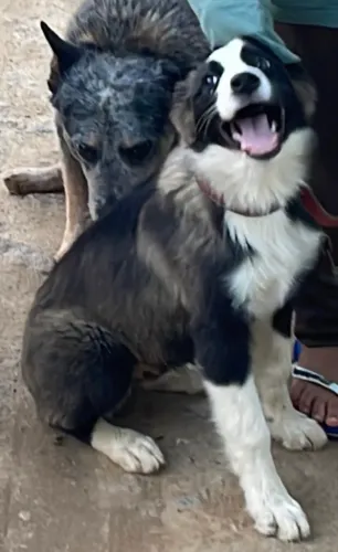 Border collie