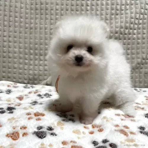 Filhotinhos afetuoso e atento Spitz Alemão/ Lulu da Pomerânia/ anão/ anãozinho