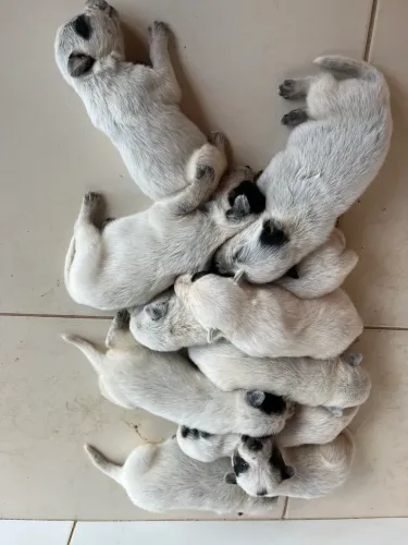 Filhotes de bruriller 