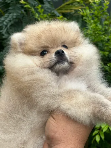 Spitz alemão anão / Lulu da pomerania