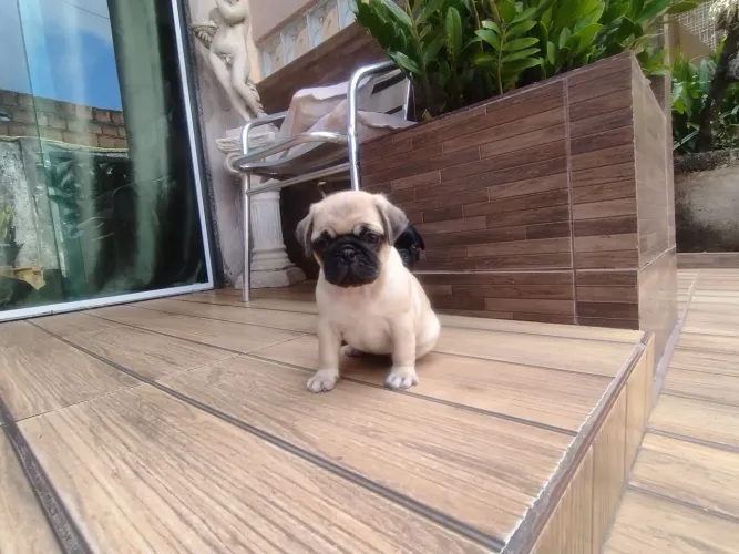 Pug fêmea 