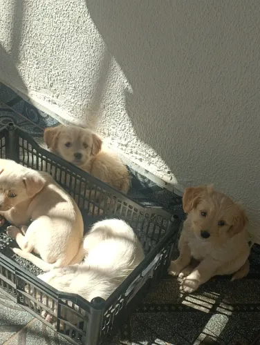 Cachorros 