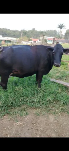 Vaca de leite 