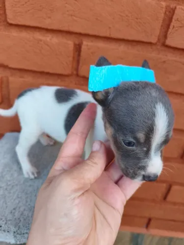 Filhote Pinscher ZER0 disponível em Sumaré e Região
