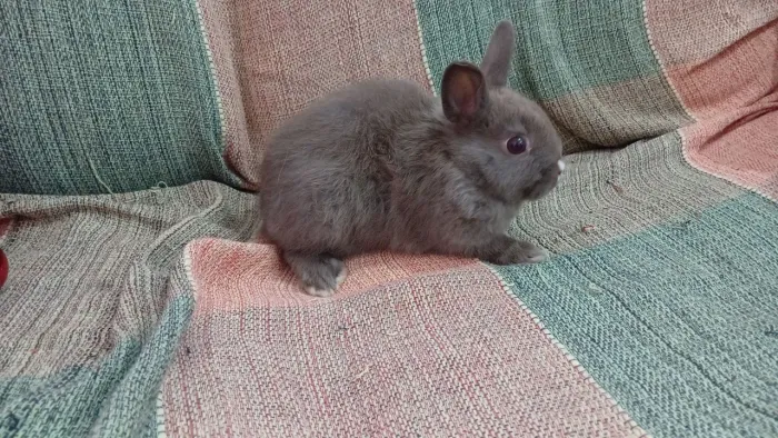 Coelho