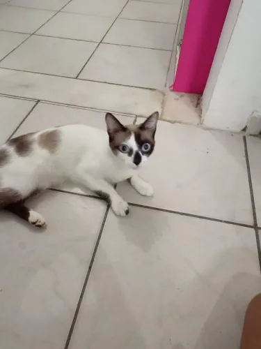 Doação Responsável - Gata Fêmea