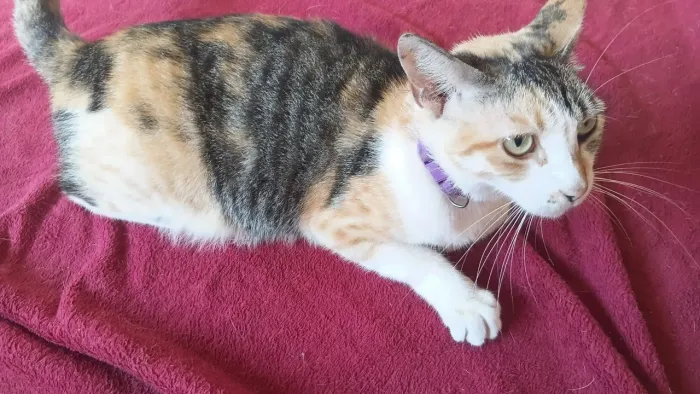 Doação gatinha castrada