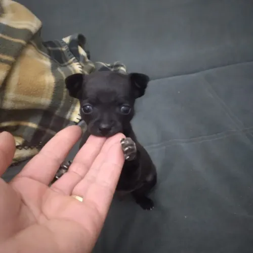 Vendo filhote de pinscher macho com um mes.