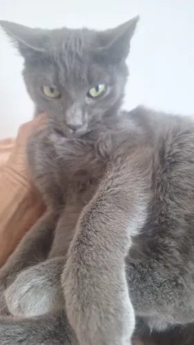 Gatinho cinza raro * 