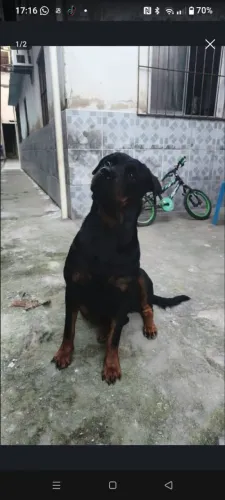 Cachorro macho filhote rotwaller 