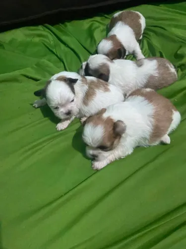 Perfeitos filhotes de mini shihtzu com garantia raridade de encontrar! 