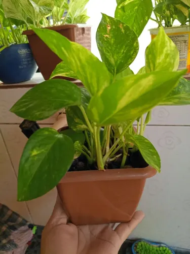 Jibóia brasileirinha no vasinho pra decorar seu ambiente